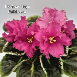ЕК-Алая Заря